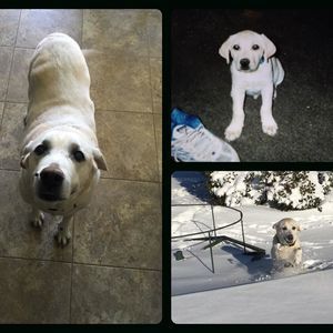 Meet your Posher, William